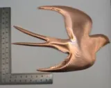 Hirondelle cuivre 11